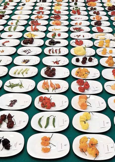 PEPERONCINO FESTIVAL EXPERIENCE